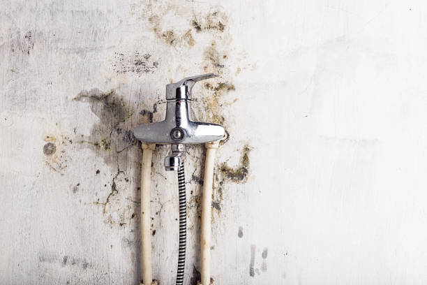 Best Residential Mold Removal  in Duarte, CA