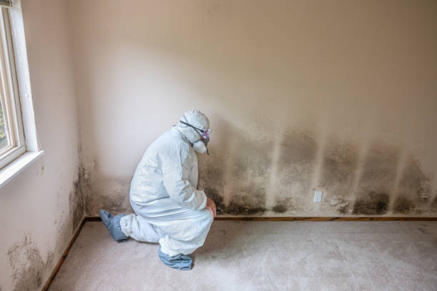Trusted Duarte, CA Mold Removal Experts